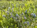 Borówka amerykańska z nierównomiernie wybarwionymi owocami, niektóre zielone, inne fioletowe i niebieskie. Objawy przenawożenia borówki amerykańskiej mogą być widoczne na liściach i owocach.