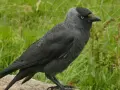Czarna kawka ptak z jasnoniebieskimi oczami siedzi na kamieniu na tle zielonej trawy.