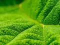 Photo macro d'une feuille verte aux textures riches. Les nervures et les minuscules bosses créent un paysage miniature fascinant.