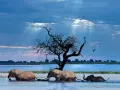 Trzy słonie brodzą w wodzie pod dramatycznym niebem. To niesamowite **botswana ciekawostki** o dzikiej przyrodzie.