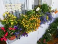 Kolorowe kwiaty na balkonie w kwietniu: żółte, pomarańczowe, czerwone i niebieskie. Idealne jakie kwiaty na balkon w kwietniu.