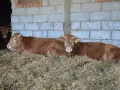 Ile kosztuje byk w skupie? Ceny, które zaskoczą hodowców