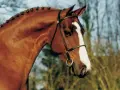 Le magnifique tangelo van de zuuthoeve, un cheval bai avec une crinière tressée, porte une bride élégante.