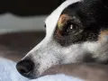 Smutny jack russell długowłosy leży, patrząc w dal.