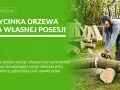 Mężczyzna w okularach i słuchawkach tnie piłą spalinową pień drzewa. Dowiedz się, jakie drzewo można ściąć bez pozwolenia na własnej posesji.