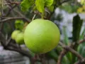 Czy pies może jeść pomelo? Potencjalne zagrożenia i alternatywy