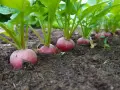 Rzodkiewki rosną w ziemi, gotowe do zbioru. Właśnie tak wygląda efekt, gdy nauczysz się, jak siać rzodkiewkę.