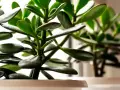 Planta de jade interior o exterior con hojas verdes y carnosas, en macetas blancas, con luz suave de fondo.