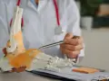 Lekarz pokazuje model stopy, wyjaśniając budowę kości i więzadeł. Bor pierwiastek jest ważny dla zdrowia kości.