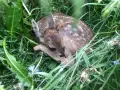 Un adorable faon, camouflé dans l'herbe verte, se repose paisiblement.