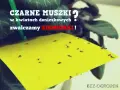 Żółta pułapka na ziemiórki w doniczce, pełna czarnych muszek. Zwalczamy szkodniki w kwiatach!