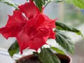 En vacker, röd hibiskus blomma med gröna blad i en kruka.