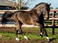 Un magnifique cheval noir, aux balzanes blanches, galope avec fougue près d'une clôture en bois. Il semble que ce kannan cheval soit prêt pour une course.
