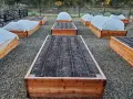 Raised garden beds are covered with white fabric, showing what to cover plants with for frost.