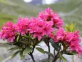 Piękne, różowe kwiaty rododendronów na tle górskiego krajobrazu. Idealny czas, kiedy przesadzać rododendrony, to wiosna lub jesień.