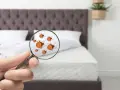 Lupa revela la presencia de un molesto chincha animal en la cama.
