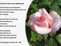 Eine zarte rosa Rose im Vordergrund, daneben ein Gedicht von Goethe.