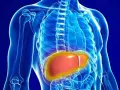 Anatomia wątroby, kluczowego organu odpowiedzialnego za metabolizm, w tym za poziom bilirubiny całkowitej.