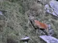 Un maestoso cervo con grandi corna emette un potente bramito su un pendio erboso e roccioso.