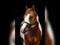 Magnifique étalon Paint Horse, robe alezan et blanc, portant un licol noir avec inscription dorée.