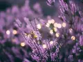 Flores de lavanda en flor con luces bokeh doradas. Consejos para el cuidado de la lavanda.