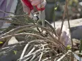 Hände mit Gartenschere beim Jasmin schneiden. Kleine grüne Triebe und braune Äste sind zu sehen.