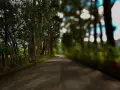 Strada alberata divisa: nitida a sinistra, sfocata a destra, come vedono i miopi.