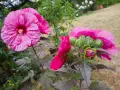 Piękne, różowe kwiaty hibiskusa bagiennego w pełni rozkwitu i pąki gotowe do otwarcia. Uprawa tej rośliny w ogrodzie to prawdziwa ozdoba.