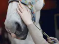 Main d'une personne caressant le museau d'un cheval gris, prêt pour le vermifuge cheval printemps.