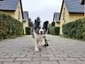 Radosny piesek biegnie ścieżką między domkami nad morzem.