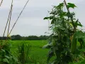 Una luffa pianta cresce rigogliosa su un supporto di bambù, con un campo verde sullo sfondo.