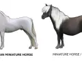 Due cavalli di piccola razza: un American Miniature Horse bianco e un Miniature Horse/Pony scuro con criniera bianca.
