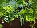A lush garden bed overflowing with vibrant greens, including lettuce, cabbage, and cilantro companion plants, with delicate white flowers blooming.