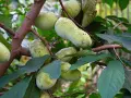 Pawpaw trees grow in the eastern United States, bearing clusters of oblong, green fruits on their branches.