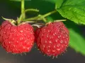 Jaki nawóz pod maliny na jesień, aby wzmocnić ich zimowanie?