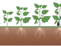 Fasi di crescita di una melanzana, dalla germinazione alla maturazione, con radici sviluppate. Un ottimo concime per melanzane favorisce questo processo.