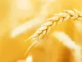 Spiga di grano dorata, materia prima per pellet di paglia per stufe, simbolo di calore naturale.