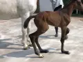 Un poulain brun, tout juste né, se tient maladroitement sur ses longues pattes. Son pied avant gauche semble légèrement déformé, un détail qui ne l'empêche pas de découvrir le monde.