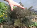 Hand streicht über bronzefenchel, dessen feine Blätter sich für kulinarische Zwecke eignen. Gelbe Blüten im Hintergrund.