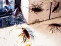 Varias cucarachas merodean en un rincón, un vistazo a como se reproducen las cucarachas y su rápida proliferación.