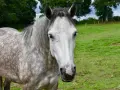 Un magnifique cheval Connemara, de taille moyenne, au pelage gris moucheté, se tient dans un pré verdoyant.