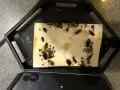 Trampa para cucarachas con varias capturadas, incluyendo una cría de cucaracha.