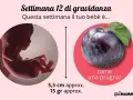 Il tuo bebè, a 12 settimana di gravidanza, è grande come una prugna, lungo circa 5,5 cm e pesa 15 grammi.