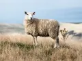 Une brebis à la toison épaisse se tient dans un champ d'herbes sèches. Sa laine merinos, c'est quoi ? Une fibre douce et chaude, idéale pour les vêtements.