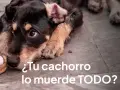 Un cachorro con mirada triste muerde un zapato. ¿Tu cachorro lo muerde todo y es muy inquieto?