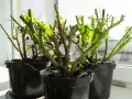 Pelargonie po zimie, gotowe do rozmnażania. Młode listki pojawiają się na przyciętych pędach, zapowiadając nowy sezon.