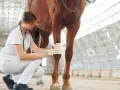 Vétérinaire soignant une plaie sur la jambe d'un cheval avec un bandage.
