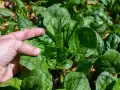 A hand gently touches lush, green spinach leaves, showcasing the success of how to grow spinach from seed.