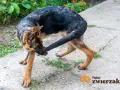 Gryzienie ogona u szczeniaka: Kiedy to normalne, a kiedy alarm?