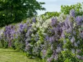 En lång häck av uppstammad syren i lila och vita nyanser blommar frodigt mot en grönskande bakgrund.